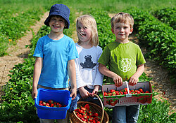 Kinder sammeln Erdbeeren im Erdbeerfeld