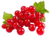 Johannisbeeren