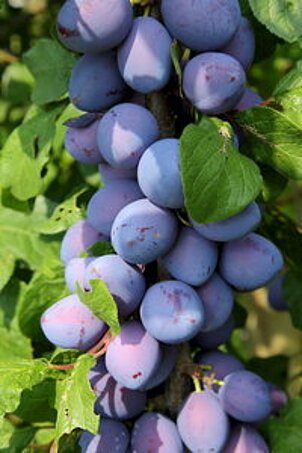 Baum mit Pflaumen