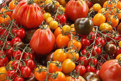 hauptbild-tomaten