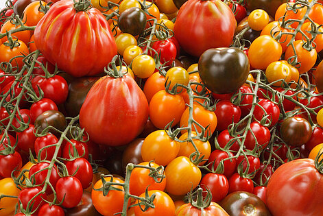 verschiedene Tomaten in verschiedenen Reifestadien