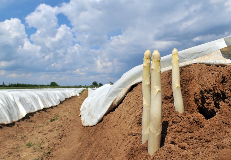 Spargel im Feld stechen