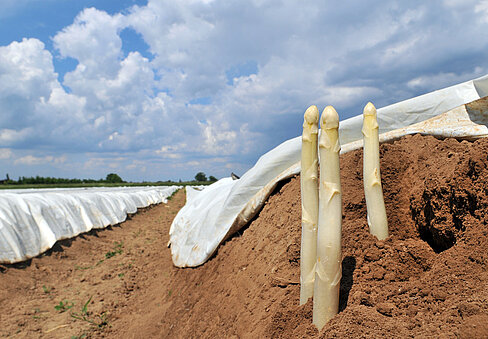 Spargel im Feld