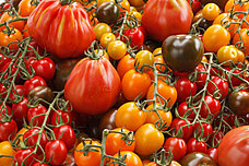 Tomaten