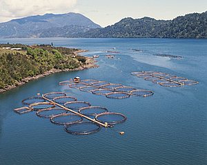Fischzucht in Aquakulturen