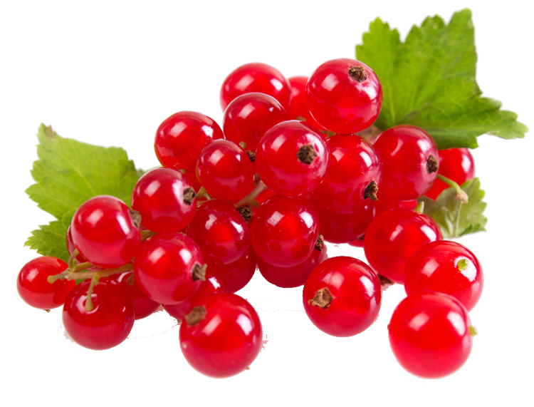 Johannisbeeren