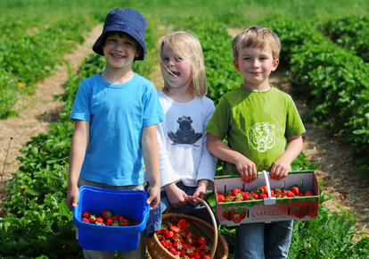Kinder im Erdbeerfeld