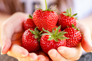 frische Erdbeeren in den Händen