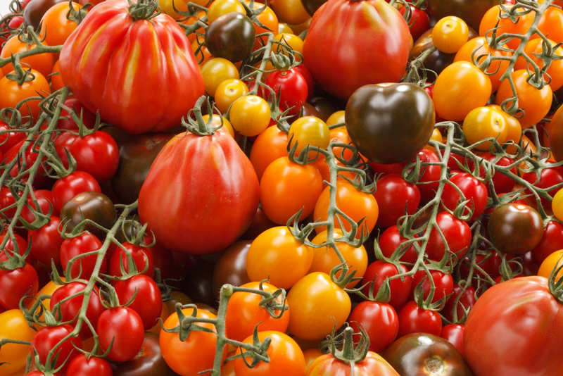 verschiedene Tomaten in verschiedenen Reifestadien